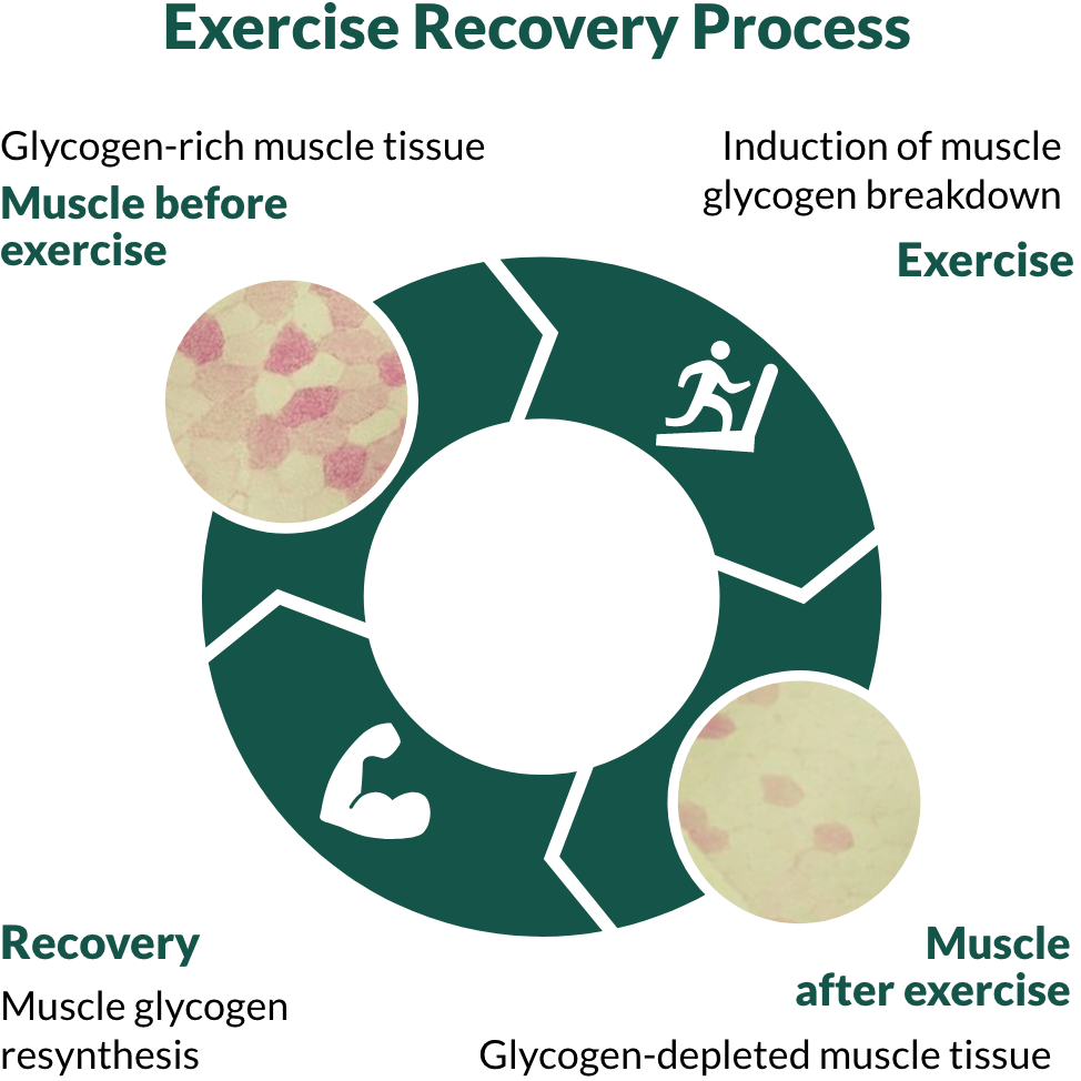Exercise-Recovery-Process